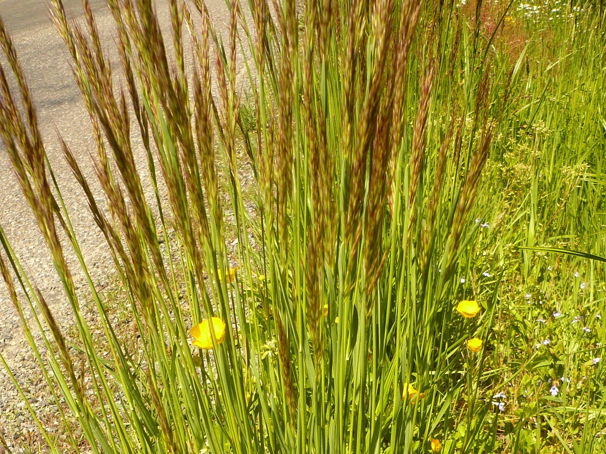 Avenula pubescens subsp. pubescens (Poaceae)